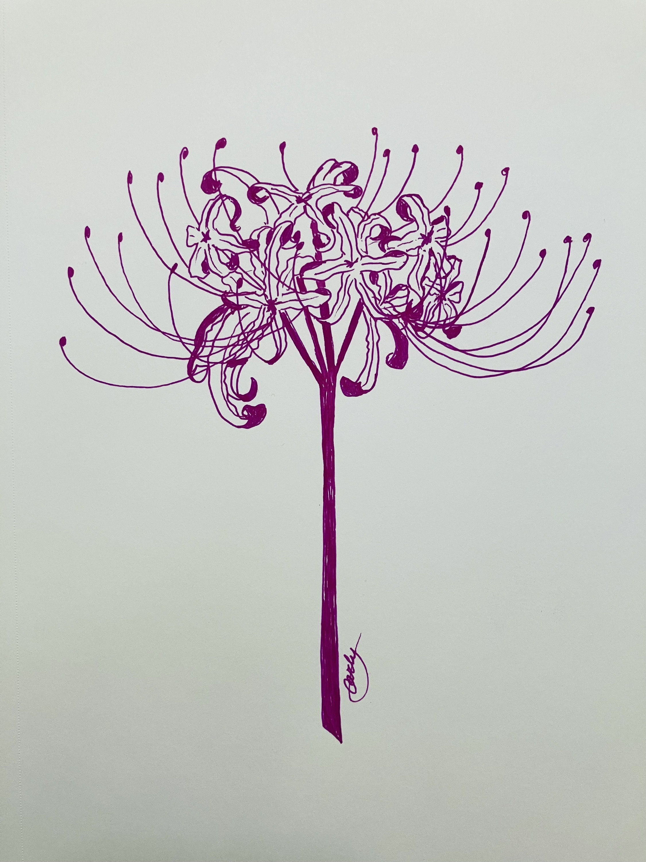 Higanbana Drawing, Higanbana, Spider Lily, Lycoris Raidiata, Flower Art ...
