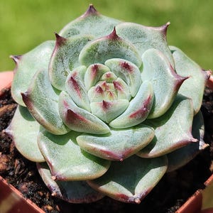 Echeveria &#39;Harvest&#39; - 2&quot; pot
