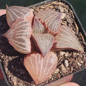 Haworthia splendens 'Love' - 2" pot