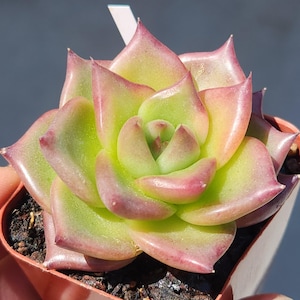 Echeveria agavoides &#39;Punch&#39; - 2&quot; pot