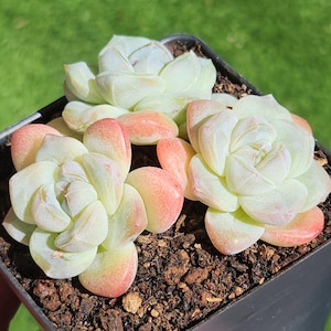 Echeveria &#39;Ice Green&#39; - 3.5&quot; pot