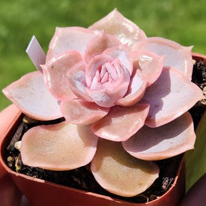 Echeveria &#39;Zenith&#39; - 2&quot; pot