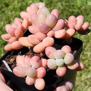 Pachyphytum &#39;Pearl Beauty&#39; - 3.5&quot; pot