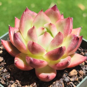 Echeveria agavoides &#39;Chihiro&#39; - 3&quot; pot