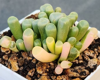 Fenestraria rhopalophylla ssp.aurantiaca f. variegata - 2.75" pot