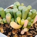 see more listings in the Succulents - variegated section