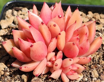 Echeveria agavoides 'Kobani' - 3.5" pot