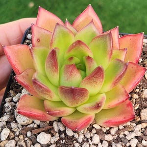 Echeveria agavoides &#39;Lena&#39; - 3.5&quot; pot