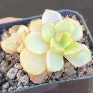 Sedeveria &#39;Letizia&#39; f. variegata - 2&quot; pot