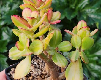 Euphorbia Meloformis F. Variegata - 4" Pot (pot Included) - Etsy