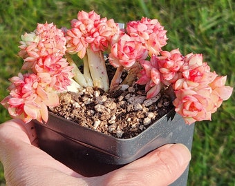 Echeveria agavoides 'Snow Elian' f. cristata - 3.5" pot