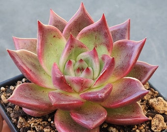 Echeveria agavoides 'Primory' - 3.5" pot