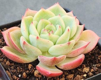 Echeveria 'Symphony' - 3.5" pot