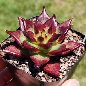 Echeveria agavoides &#39;Luming&#39; - 2.5&quot; pot