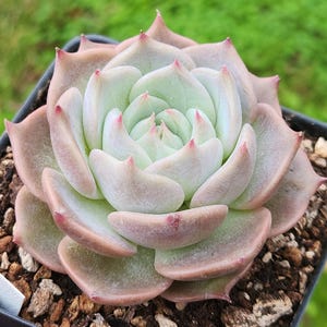 Echeveria 'Pikachu' - 3.5" pot
