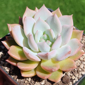 Echeveria &#39;Red Powder&#39; - 3.5&quot; pot