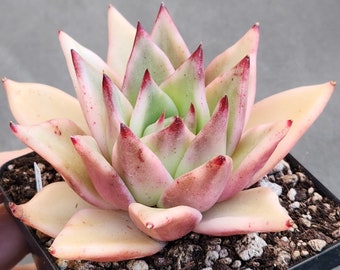 Echeveria agavoides 'Maria' f. variegata - 3.5" pot