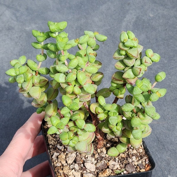 Crassula brevifolia - 3.25" pot