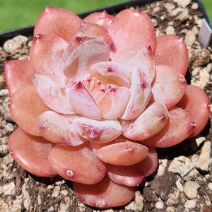 Echeveria &#39;Laulindsayana Monroe&#39; - 3.5&quot; pot