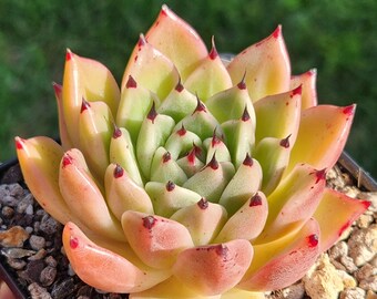 Echeveria agavoides 'Caraboni' - 3.5" pot