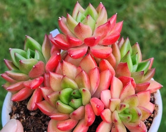 Echeveria agavoides 'Wine' - 4" pot