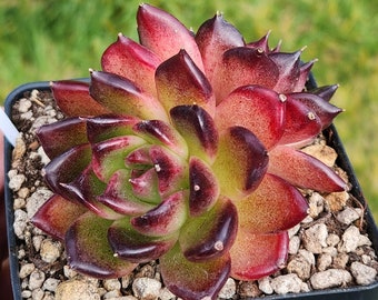 Echeveria agavoides 'Black Sinbi' - 3.5" pot