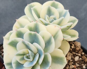 Echeveria 'Compton Carousel' - Pot 3,5"