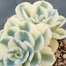 see more listings in the Succulents - variegated section