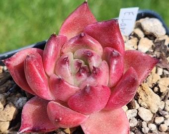 Echeveria agavoides 'Lancome Beauty' - 3.5" pot