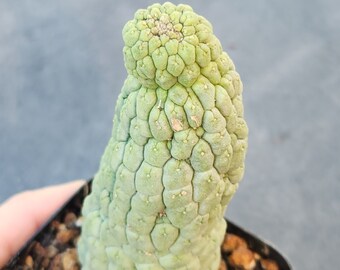 Larryleachia cactiformis - 2.5" pot