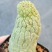 see more listings in the Succulents section