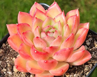 Echeveria agavoides 'Happy' - 3.5" pot