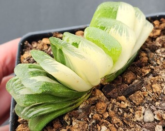 Haworthia truncata f. variegata - 3.5" pot