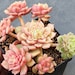 see more listings in the Succulentes section