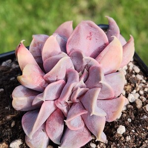 Echeveria 'Butterfly' f. cristata - 3.5" pot