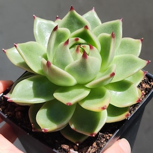 Echeveria agavoides &#39;Blue Dragon&#39; - 3.5&quot; pot