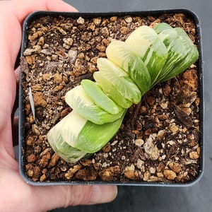 Haworthia truncata f. variegata 3.5 pot image 7