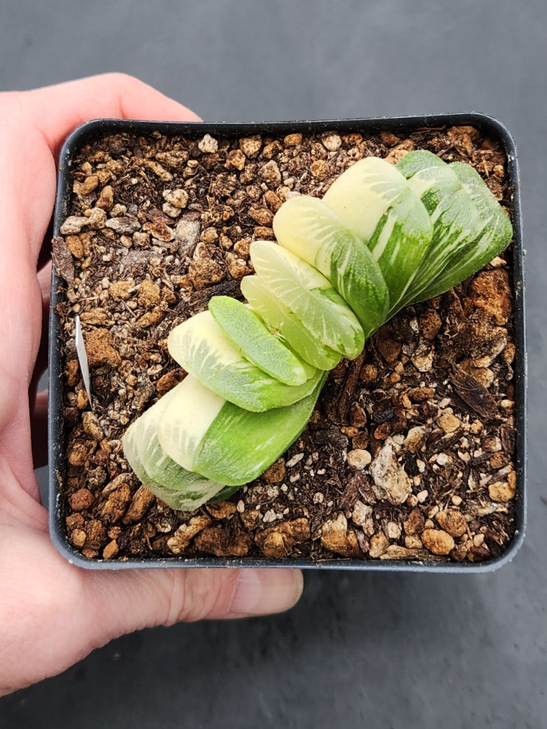 Haworthia truncata f. variegata 3.5 pot image 7