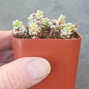 Crassula corallina 2 pot separate heads image 4