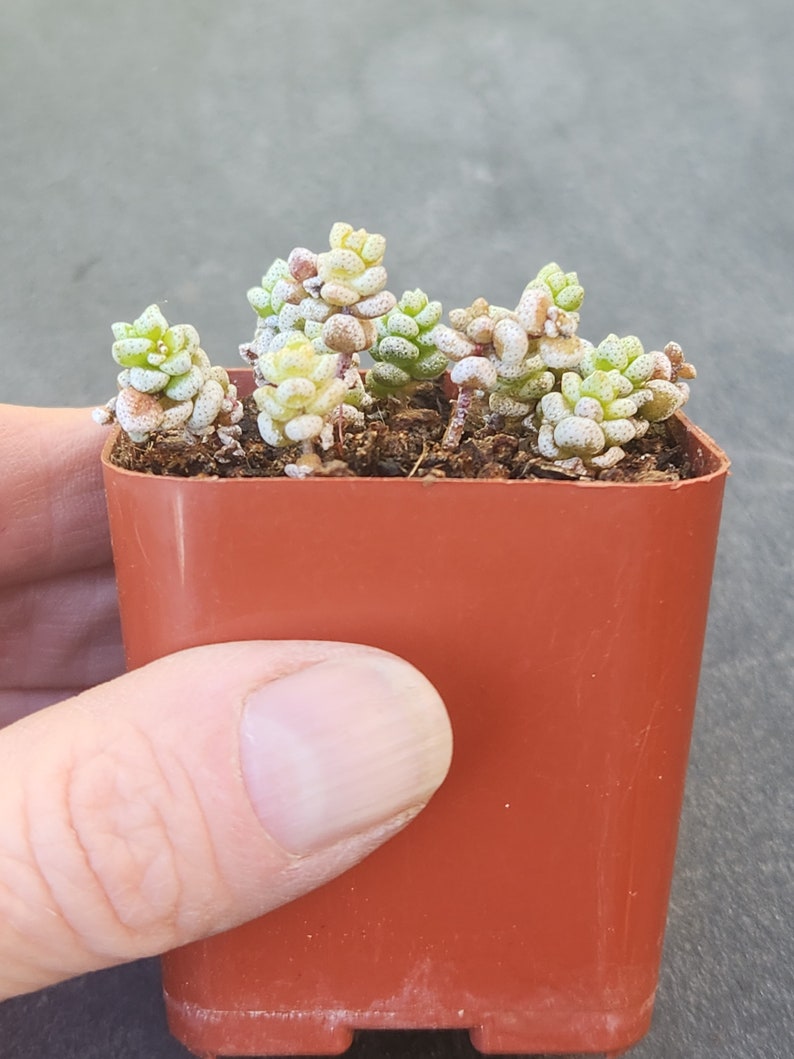 Crassula corallina 2 pot separate heads image 4