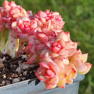 Echeveria agavoides 'Snow Elian' f. cristata Pot de 3,5 image 2