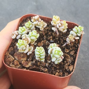 Crassula corallina 2 pot separate heads image 3