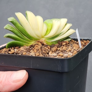 Haworthia truncata f. variegata 3.5 pot image 3