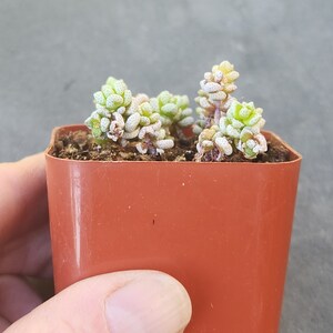 Crassula corallina 2 pot separate heads image 5