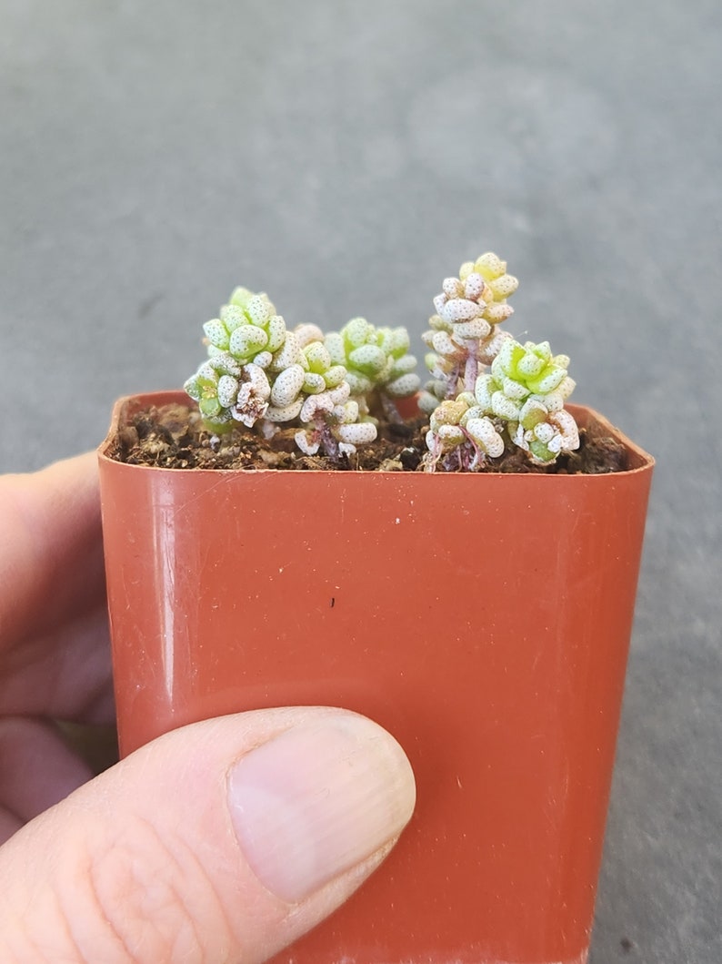 Crassula corallina 2 pot separate heads image 5