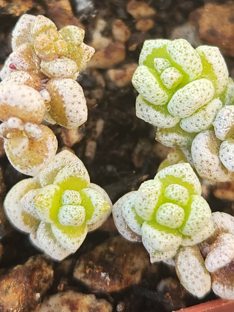 Crassula corallina 2 pot separate heads image 1