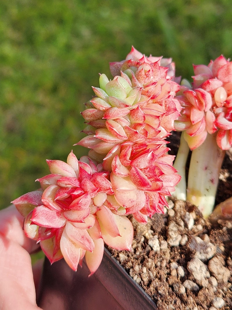 Echeveria agavoides 'Snow Elian' f. cristata Pot de 3,5 image 4