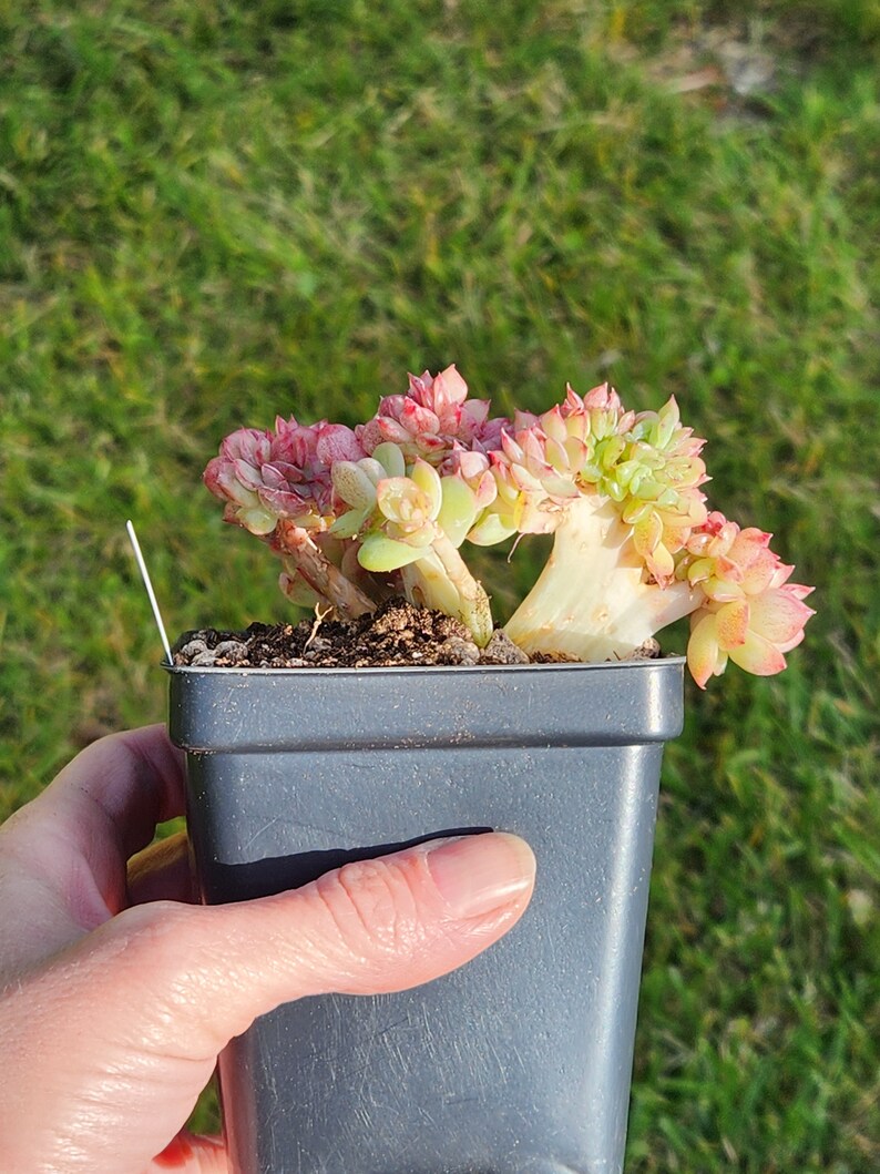 Echeveria agavoides 'Snow Elian' f. cristata Pot de 3,5 image 9