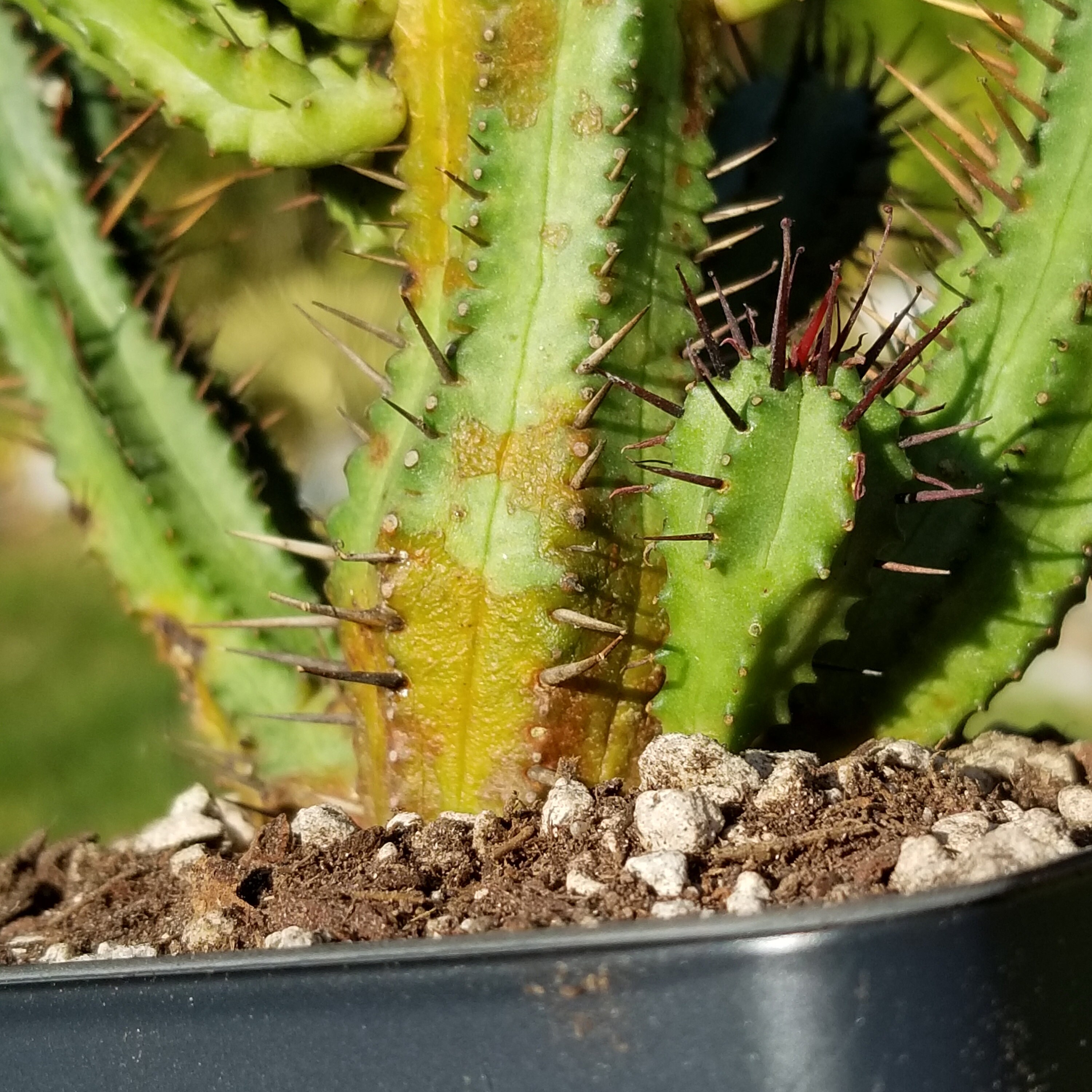 Euphorbia enopla Pincushion Euphorbia 3.5 pot Etsy