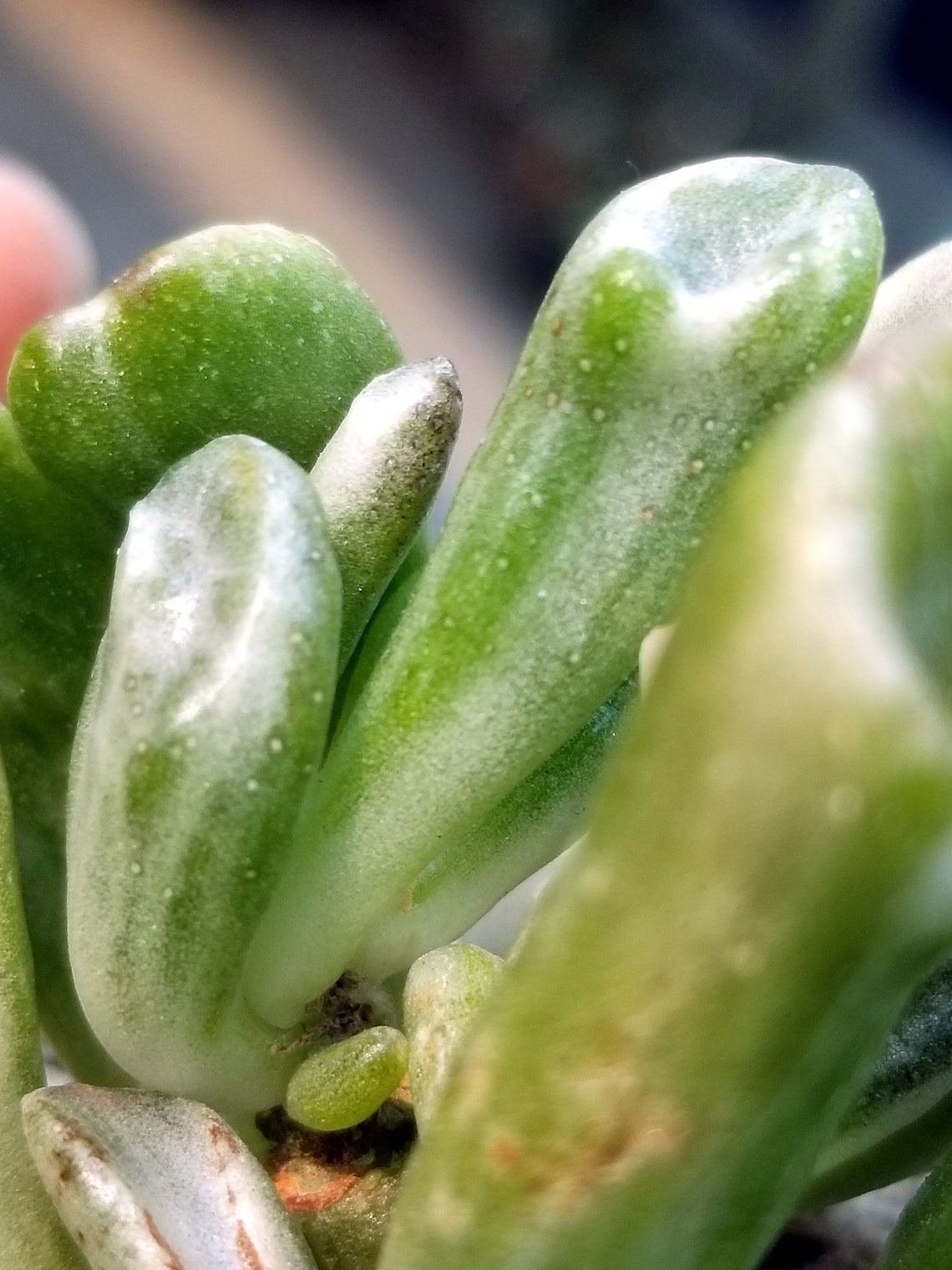 Crassula ovata 'Gollum' f. variegata 3.25 pot Etsy